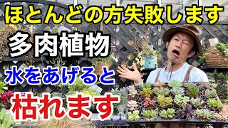 【これで解決】初めてでも失敗しない多肉植物の育て方教えます　　　　【カーメン君】【園芸】【ガーデニング】【初心者】