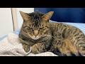 凶暴猫の尻を叩いてケツドラムをした結果...