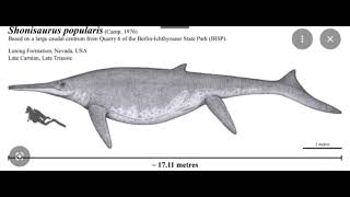 Shonisaurus popularus one of the largest triassic animals that lived 227 million yrs ago