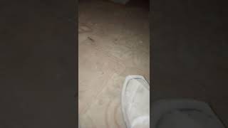 Bichu Ko Pakarne Ka Asan Tarika.