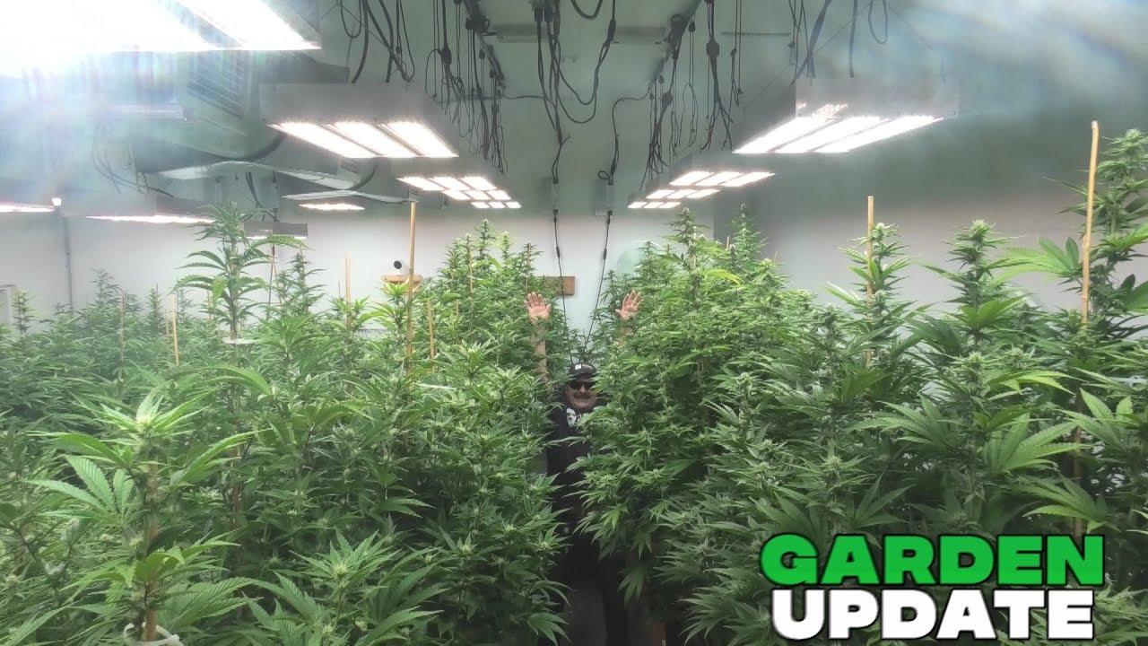 Remo's Garden Update (Day 21 Flower)