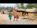 the pastoral life || Daily Life Of Nepali Village || Farmers Organic Life Of Rural Village
