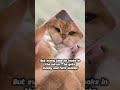 This Orange Cat Falls Asleep After Looking in the Mirror! #orangecat #cutecat #sleepycat #shorts