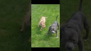 Are Pit Bulls REALLY Dangerous? The Shocking Truth Revealed