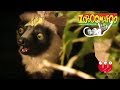 Zoboomafoo | Episode: Learn with Lemur | Animals For Kids