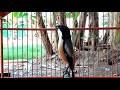 Teruji Ampuh Bikin Cendet Gacor Ngeplong Tiada Tara Tiap Dengar Pancingan Ini Mp3 - Mp4 Download