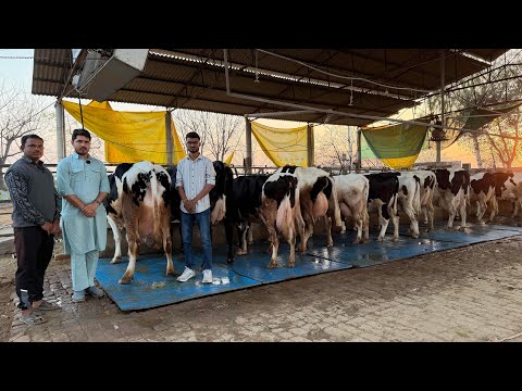 👑King of Punjab is Back || Pure ABS,WWs Breed || Gurwinder Dairy Farm