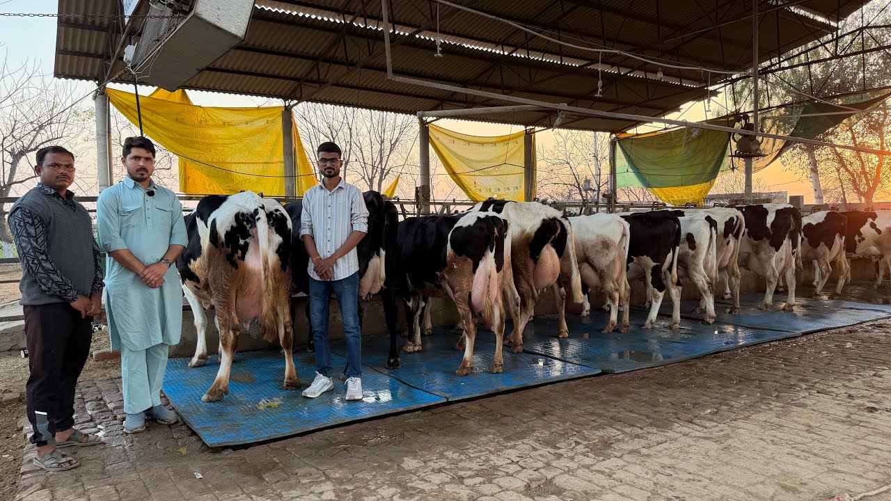 👑King of Punjab is Back || Pure ABS,WWs Breed || Gurwinder Dairy Farm