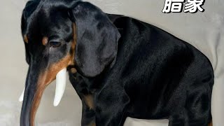 Cool Belly Of The Beast Run Ultrakill