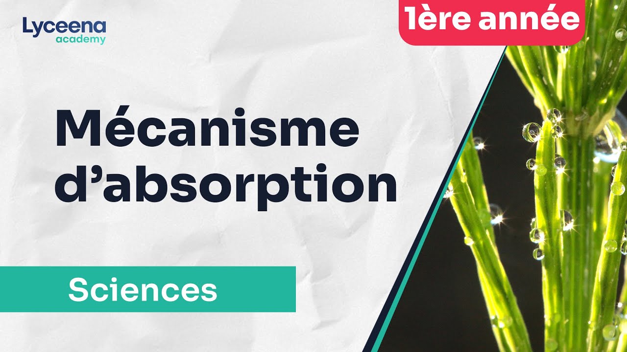 1ère année secondaire | Sciences |  Mécanisme d'absorption