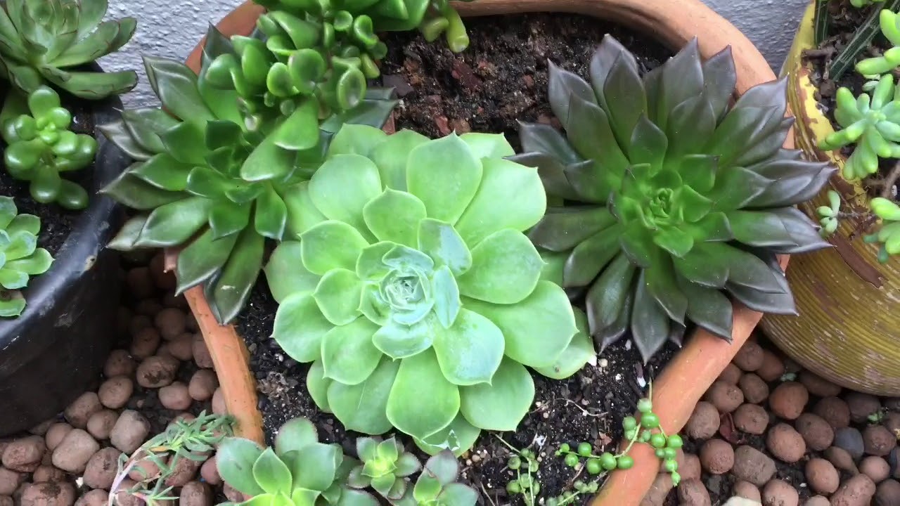 SUCULENTAS: Um segredinho e elas ficam bem