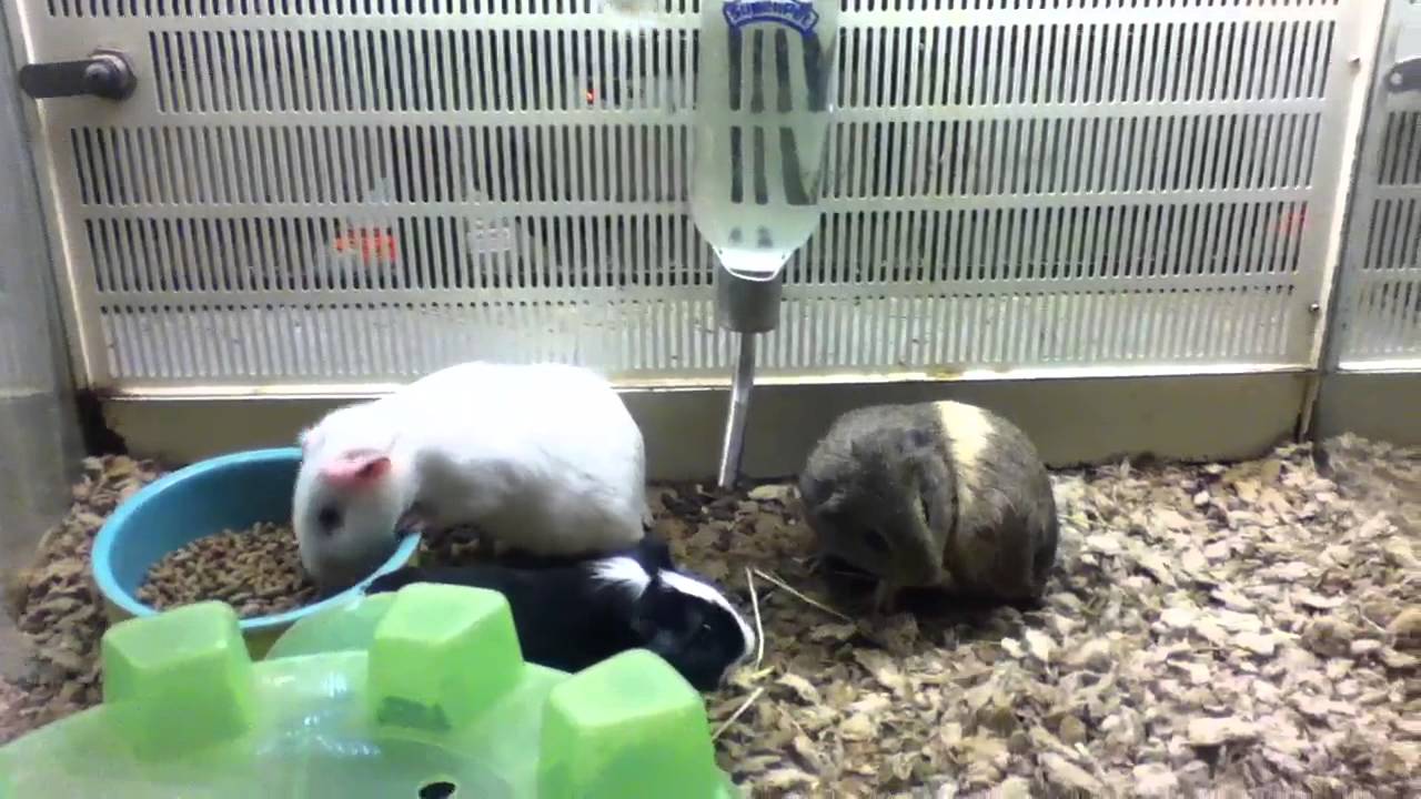 pets at petco YouTube