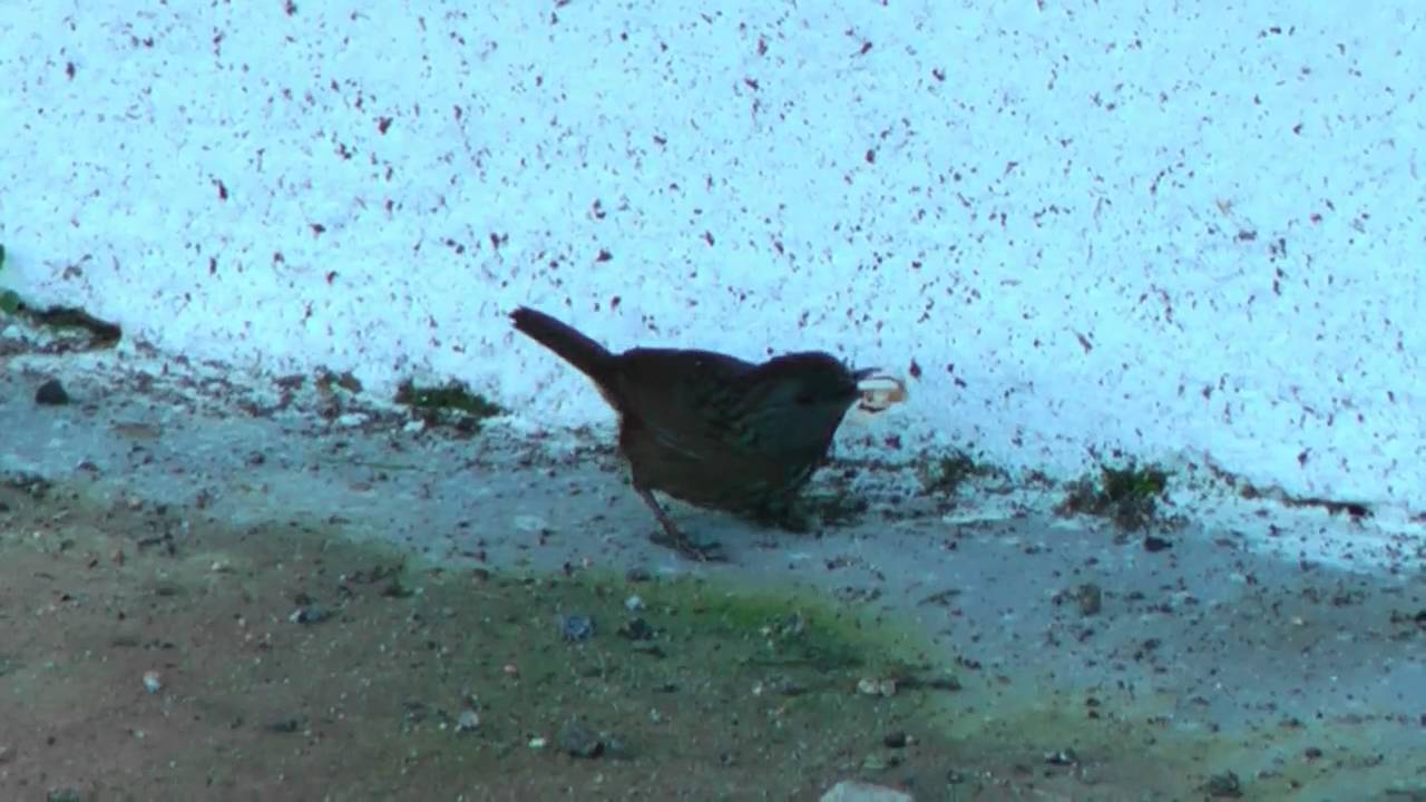 Wren-Babbler, Streaked - Napothera brevicaudata