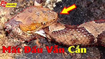 Con Rắn Này Mất Đầu Nhưng Vẫn Cố Goặm Lấy Đuôi Của Mình Để Ăn Cho Đỡ Đói - Đúng Là Nghị Lực Mà