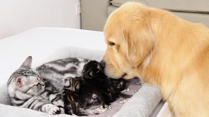 Mother Cat Introduces Newborn Kittens to the Golden Retriever who Raised Her