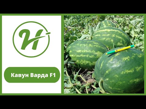 Кавун Варда F1, від компанії Hazera Ukraine. Київська область, 01.07.2022 рік