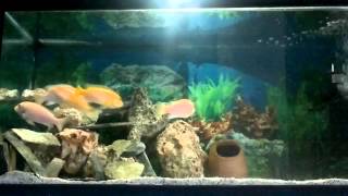 Portakal Cichlid Metriaclima Estherae