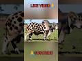 #shorts #viral #cow #goru #guru #cat #dog #animals #usa #horse