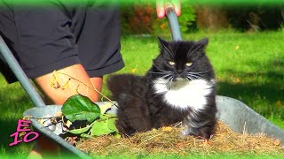 Cat Loves Wheelbarrow Rides and Hammocking - Peikko the Cat