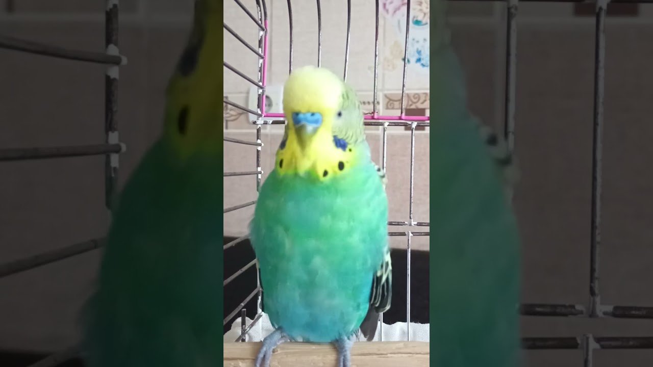 Muhabbet Kuşu Sesi #birds #muhabbetkuşu #budgies #parrot #talkingparot #parakeet #cute #birdsong