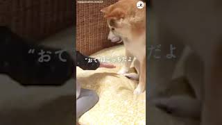 「こうやってやるんだよ〜」お兄ちゃんワンコが妹ちゃんに優しく教えます🤗 #Shorts