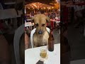 Aquien lo an votado como ami como a un 🐕 #dog #memes #perros #humor