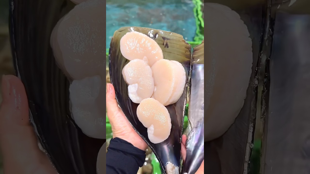 大きな貝、約100歳　約20 × 25 × 20センチ￼ 20cm Giant Shellfish You've Never Seen Before! - YouTube