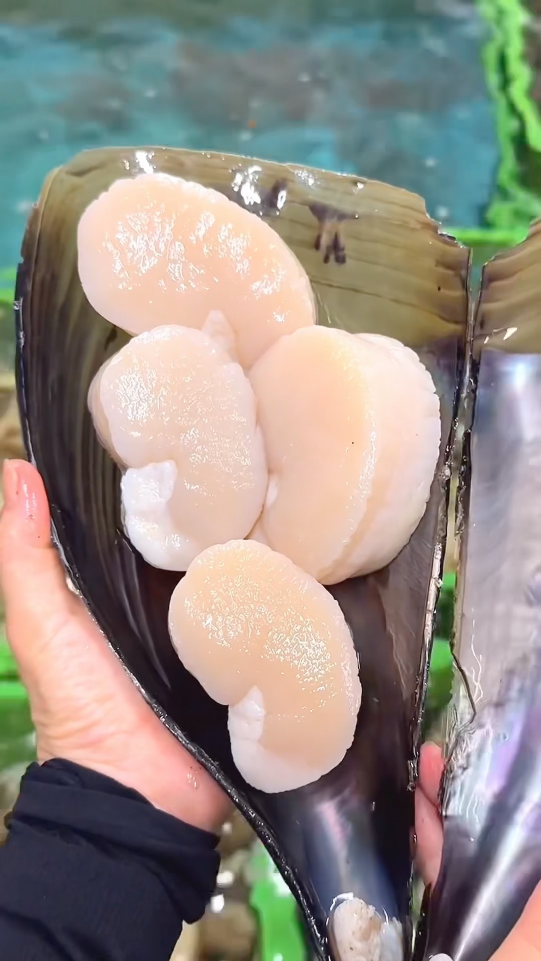 大きな貝、約100歳　約20 × 25 × 20センチ￼ 20cm Giant Shellfish You've Never Seen Before! - YouTube