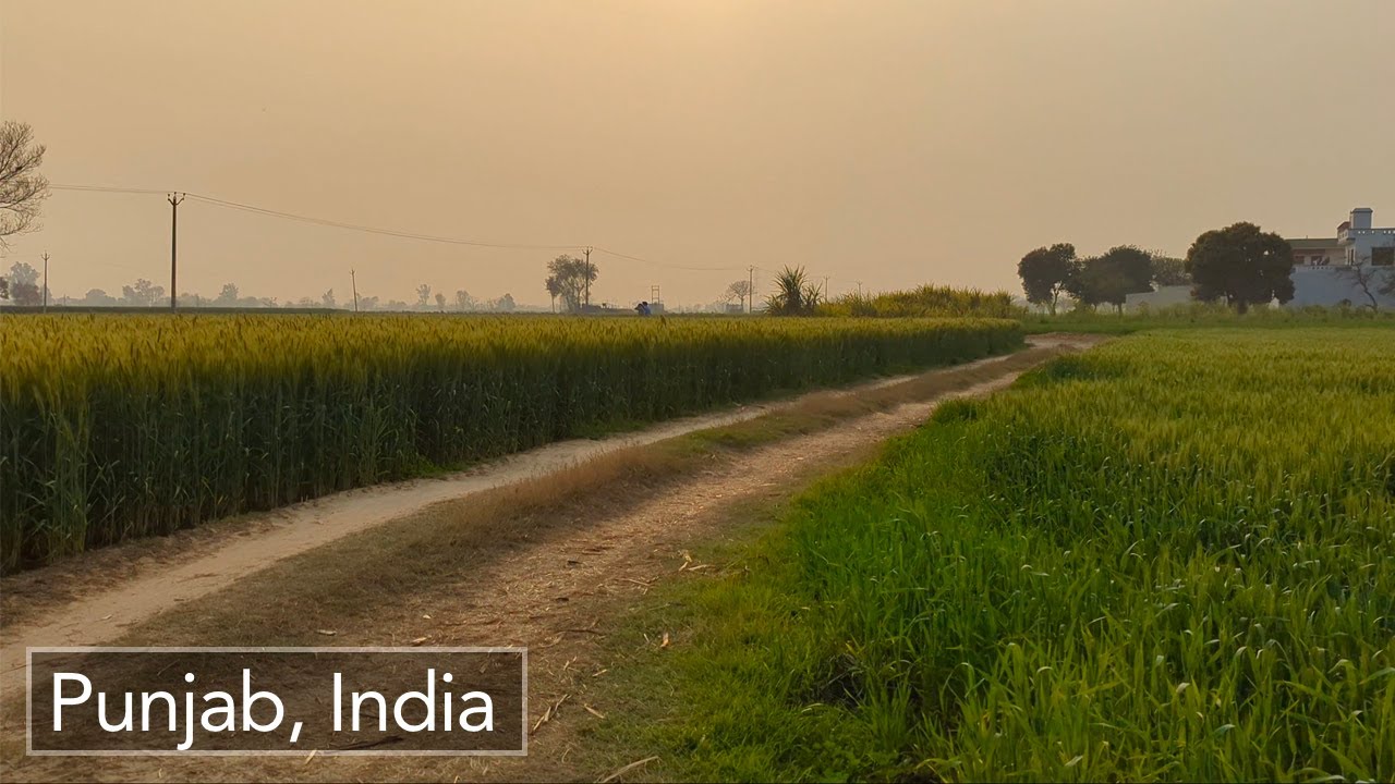 Punjab India Walk Through Fields And Farms During The Day INDIA WALK Punjab India Walk Through Fields And Farms During The Day INDIA WALK