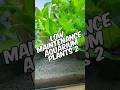 The Best Low-Maintenance Aquarium Plants For Your Fish Tank 2!