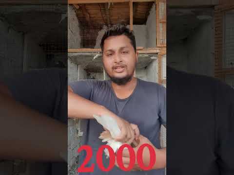 Red Color Pigeon beautiful Pair #foryourpage #fypシ゚viral #trendingshorts #foryou #fypage #fypviral