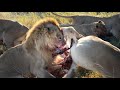 Big pride of lions hunts down a young impala and finishes it within a few minutes