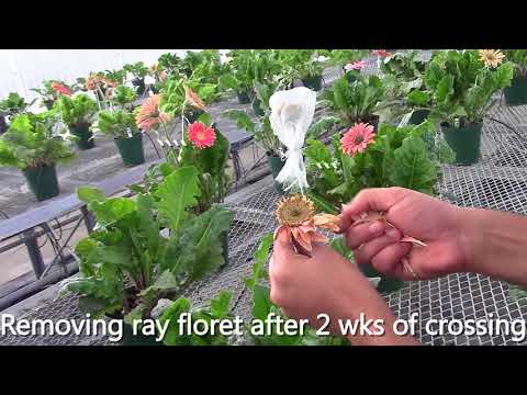 Video: Kā Uzzīmēt Gerberas