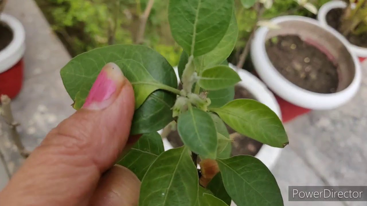 ashwagandha the indian ginseng dr asana mind body yoga spirit dr asana