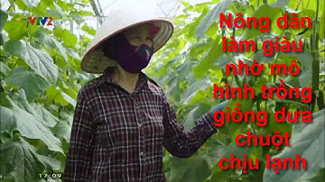 Nông dân làm giàu nhờ mô hình trồng giống dưa chuột chịu lạnh