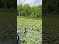Beautiful day at the Pond  #nature #wildlife