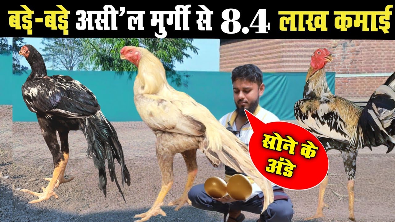 बड़े बड़े असी*ल मुर्गी से लाखों कमाई।। A*seel Murgi Palan Bhilai Chhattisgarh। #omprakashausar