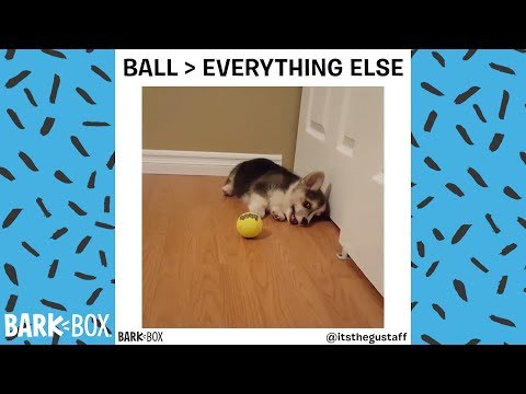 friday-dog-memes!-|-barkbox