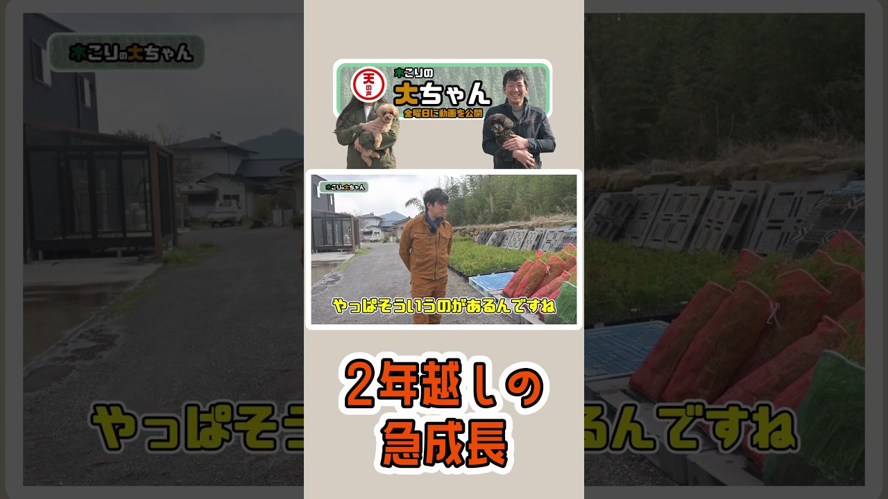 【木こり】2年越しの急成長【林業のリアル】