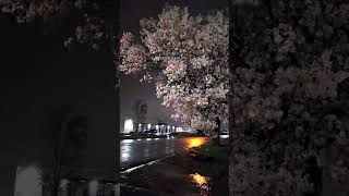 Tere liye #trendingshorts #love #lyricalzone #musiclyrics #newsong #newsong #songlyrics #music