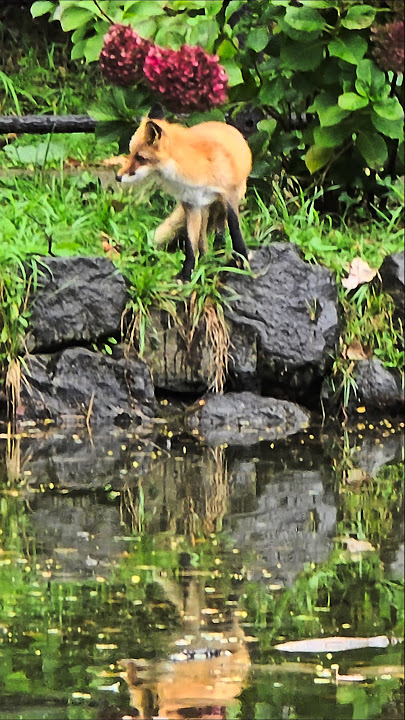 Drizzle and a Lonely Red Silhouette #hokkaido #fox #cute