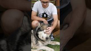 DLACZEGO ODEJŚCIE PSA TAK BARDZO BOLI? 🐶 #shorts