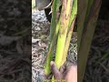 Arecanut plant #arecanutprice #tamul #kwai #shillong #viralshort #shorts #viral #farming