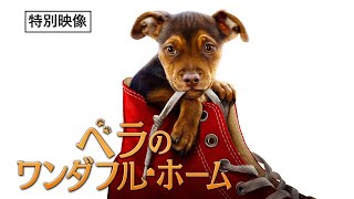 特別映像（メイキング＆ワンちゃんスイーツ）公開！『ベラのワンダフル・ホーム』11月8日劇場公開