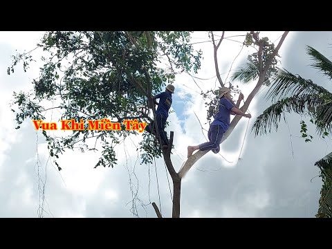Video Hồi hộp khi Vua Khỉ cheo leo trên ngọn để cưa cây Cẩm... - youtube
