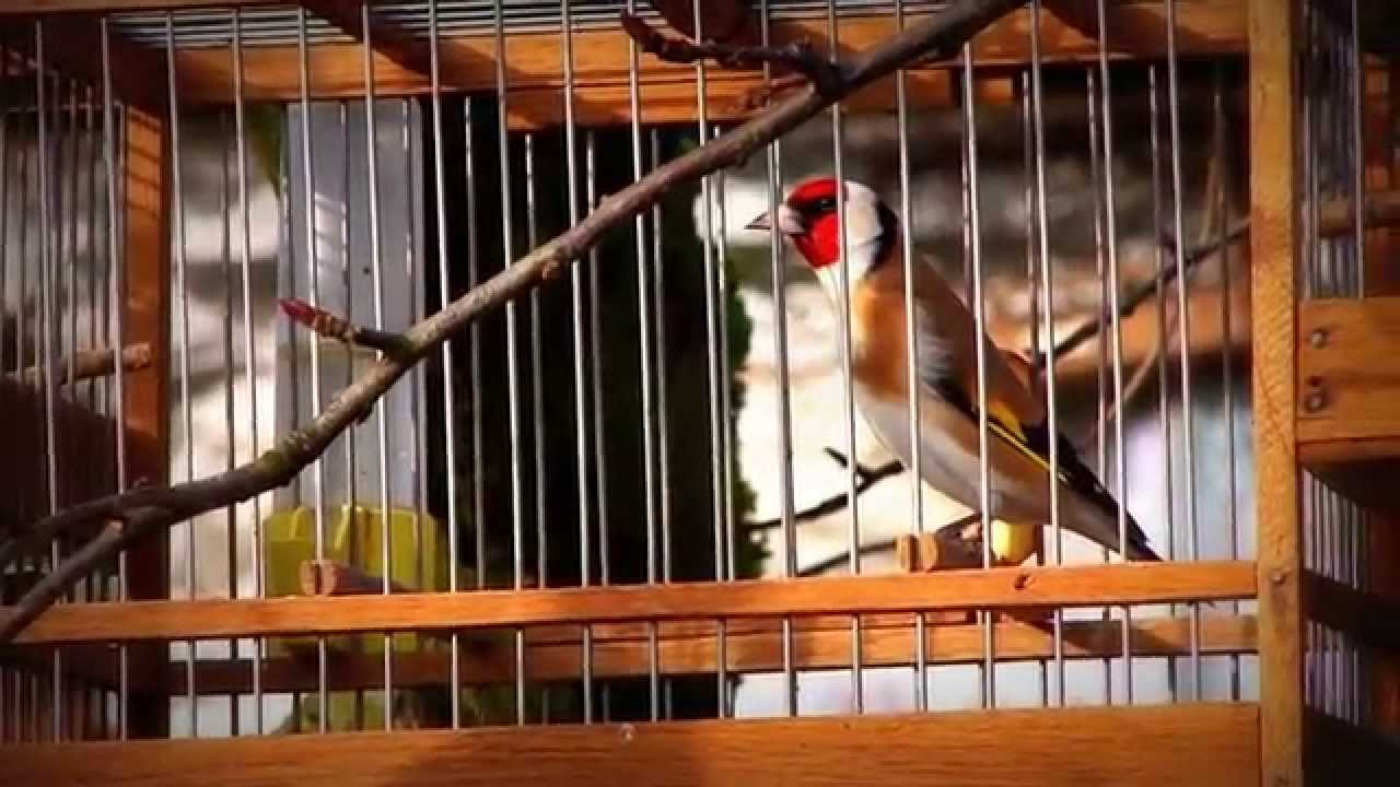 stiglic, European Goldfinch,Chardonneret élégant, Stieglitz, Distelfink 2014