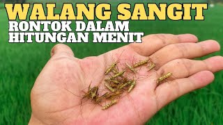 Cara cepat membasmi walang sangit pada tanaman padi, insektisida obat hama ampuh untuk kungkang