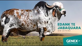 EDANK - TOURO GIR LEITEIRO