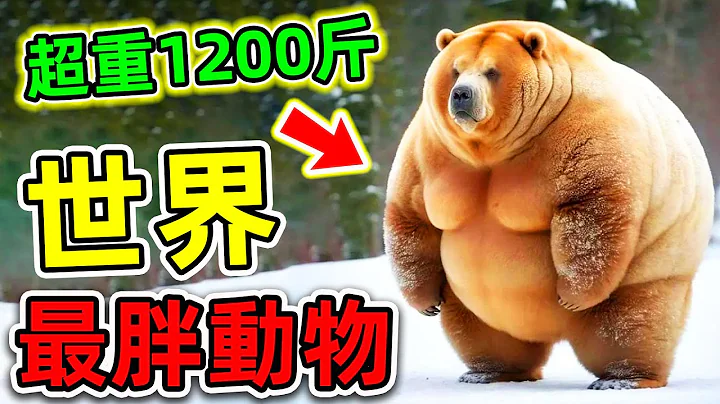 世界上最胖的10隻動物！1200斤獅子只排第七，第一名比同類更胖20倍，連吃飯都有生命危險。|#世界之最top #世界之最 #出類拔萃 #腦洞大開 #top10 #最胖動物 - 天天要聞