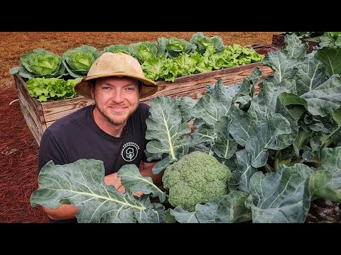 Video: Broccoli Variety Sun King: consigli per coltivare teste di broccoli Sun King